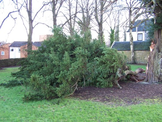 Damage to the yew tree